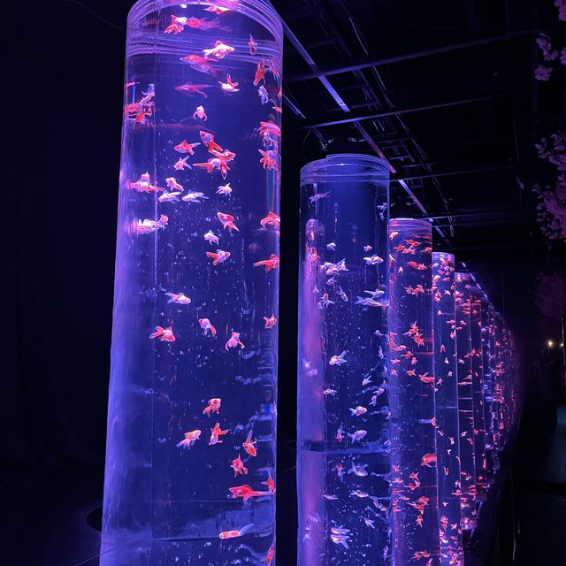 Art Aquarium Museum 