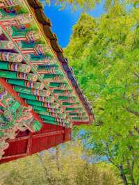 울창한 대나무숲 포토존이 유명한 전주 핫플!🍃🎋