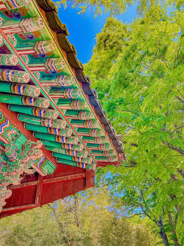 울창한 대나무숲 포토존이 유명한 전주 핫플!🍃🎋