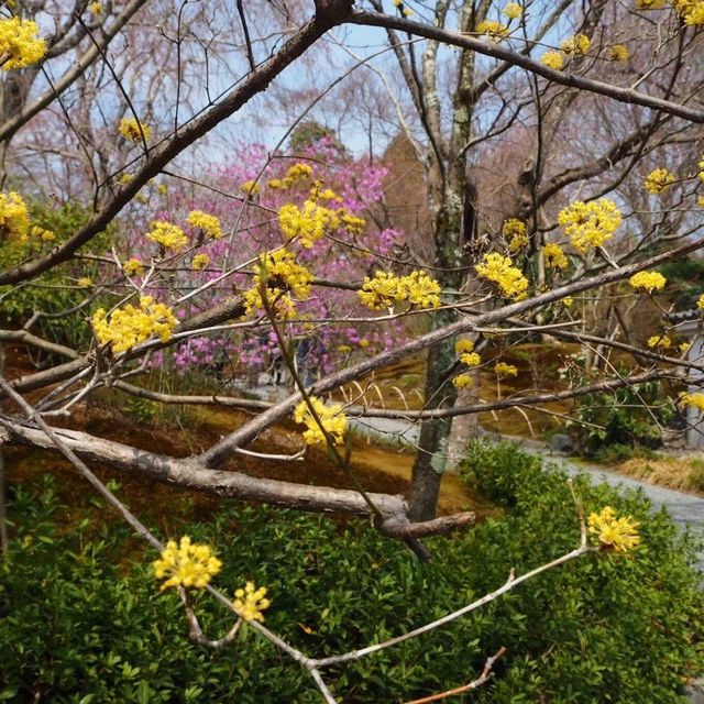 【嵐山】天龍寺の庭園