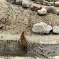 頑皮世界野生動物園