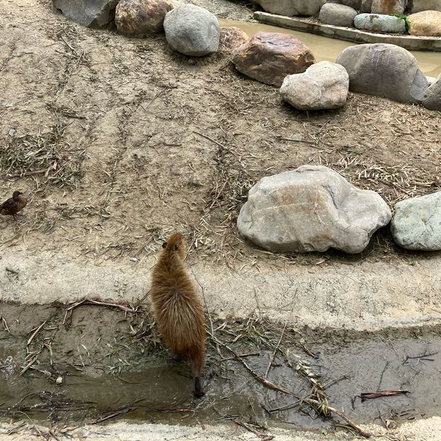 頑皮世界野生動物園