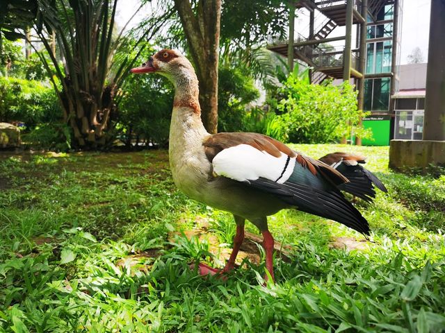 Malacca Bird Park ✨