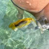 swim reef สระว่ายน้ำปะการังที่ใหญ่ที่สุดในอาเซียน