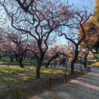 Plum tree garden in March 