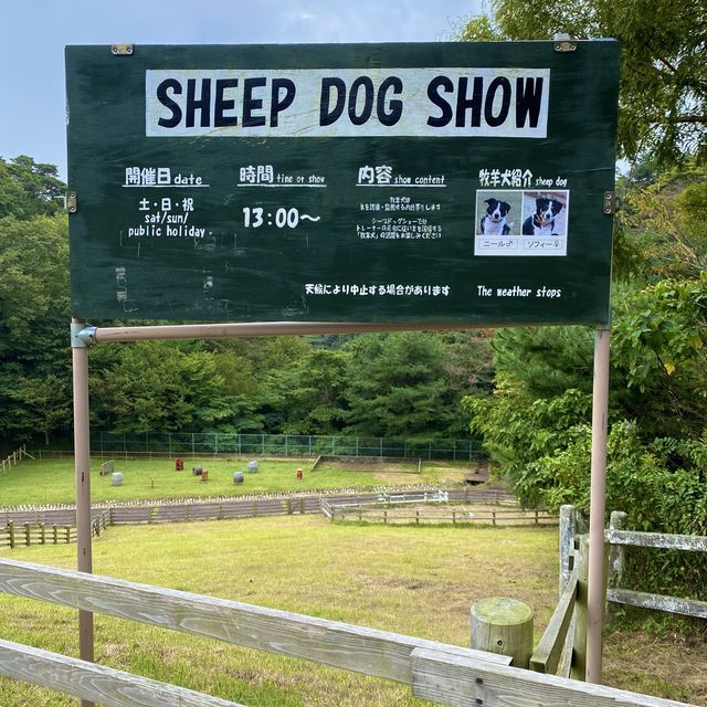 シープドッグショーの牧羊犬ソフィちゃんの働きぶりがすごすぎる六甲山牧場の【南エリア】