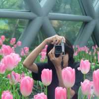 สวนทิวลิป 🌷🌷 Miracle Of Natural 🩷