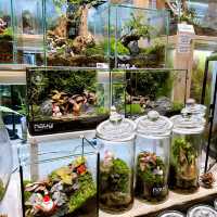 Naug Just Plants Hydroponic Houseplants