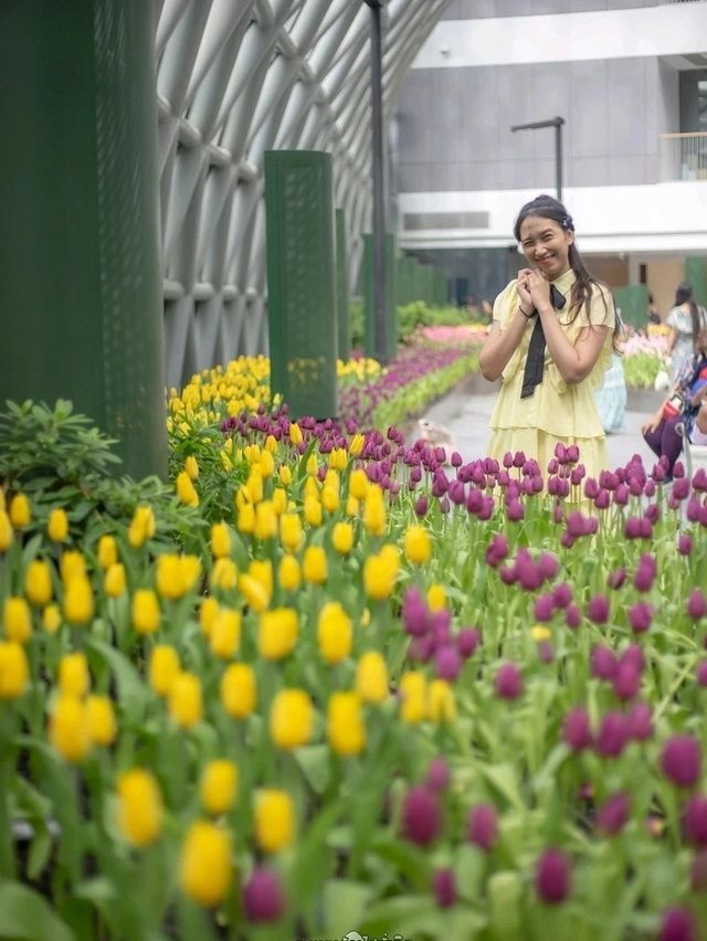 Miracle of Natural..ดอกทิวลิปบานที่ระยอง