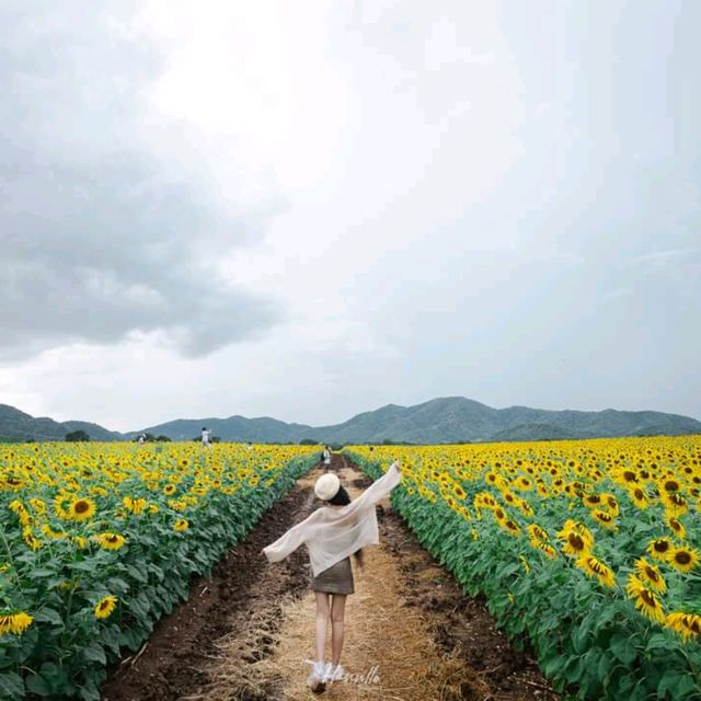 ทุ่งทานตะวัน เขาจีนแล วิวสวย มุมถ่ายรูปเพียบ