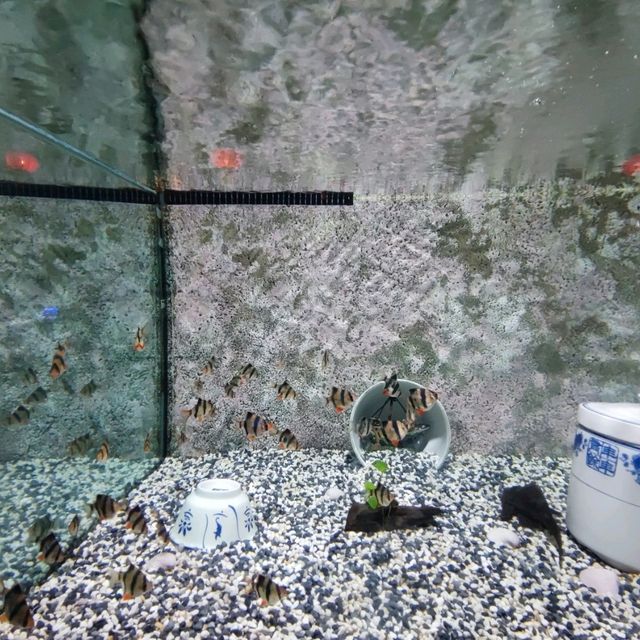 The Top Boutique Aquarium 