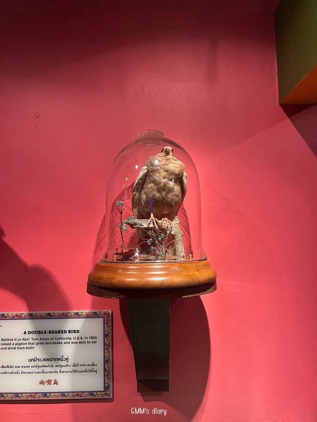 ชมพิพิธภัณฑ์สุดน่าทึ่ง ที่ Ribley’s museum ✨