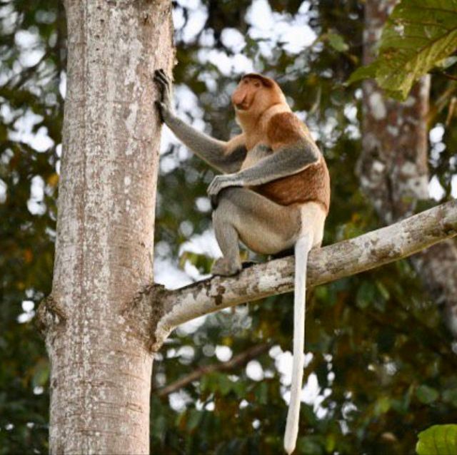 Monkey Business in Borneo 