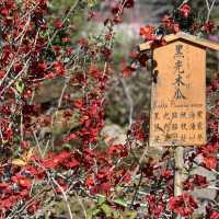 花花世界～天龍寺～熱門景點
