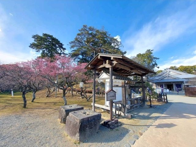 Springtime in Odawara Castle