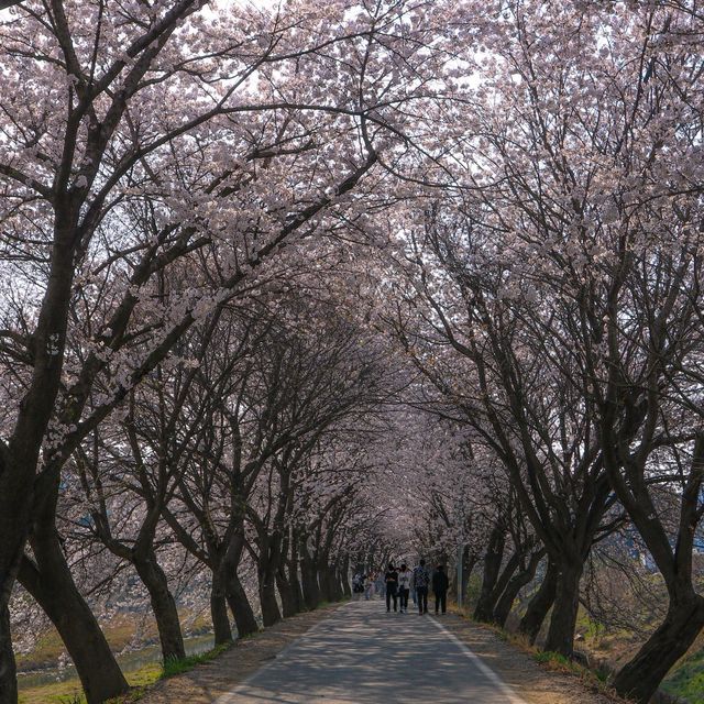 김포 계양천 벚꽃길🌸