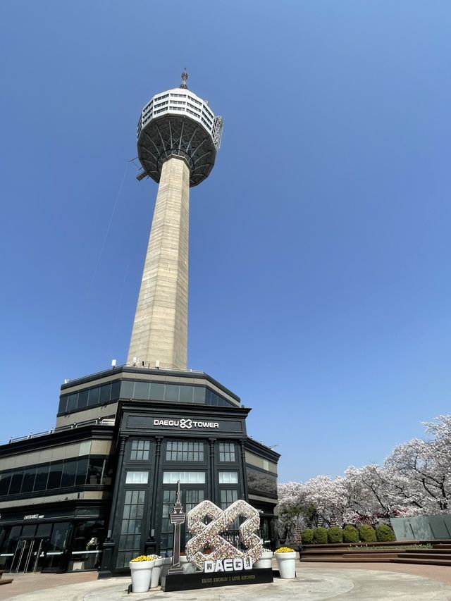 대구 최고의 벚꽃 명소, 이월드🌸
