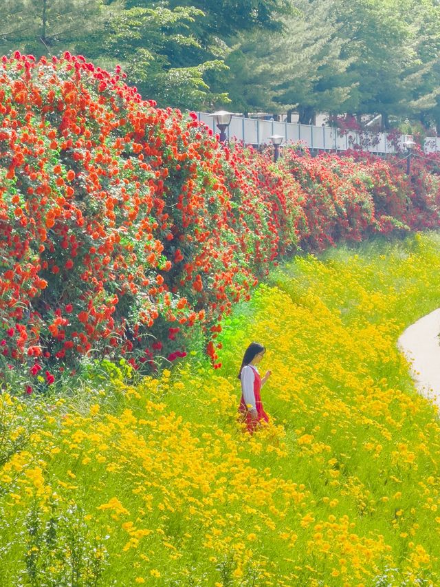 장미와 금계국 가득 핀 청주🌹🌼 장미와 금계국 가득 핀 청주🌹🌼