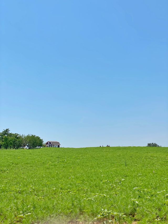 지금 봄 시즌에만 볼 수 있는 안성팜랜드 호밀밭 🍃