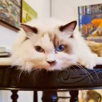 Ragdoll kitty galore