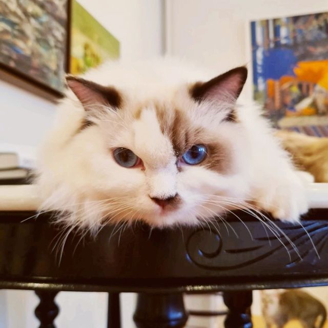 Ragdoll kitty galore