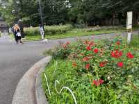 東京放電好去處