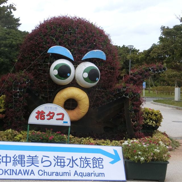 魚好きにはたまらない！美ら海水族館！