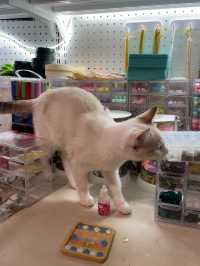 觀塘區～抵玩👍🏻可愛嘅貓貓Cafe🐱🐈
