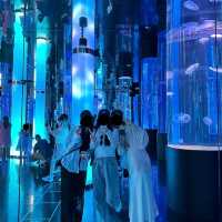 🇯🇵沖縄 DMMかりゆし水族館