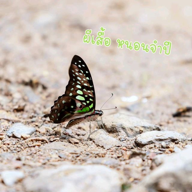 ลานกางเต็นท์ อุทยานแห่งชาติแก่งกระจาน จ.เพชรบุรี