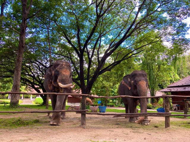 ชมน้องช้าง ที่ศูนย์อนุรักษ์ช้างไทย ลำปาง