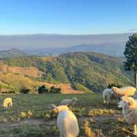 AKHA  ฟาร์มแกะ 🐑