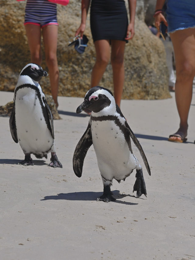 Boulders Beach : Simon's Town หาดแพนกวิ้น