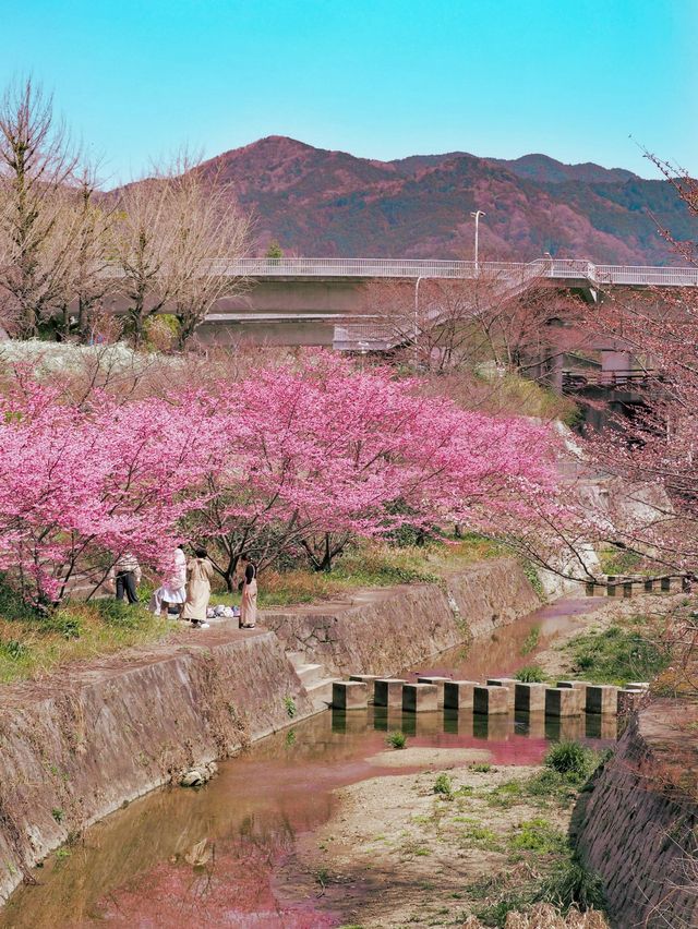 春先取り！奈良の早咲の桜スポット🌸