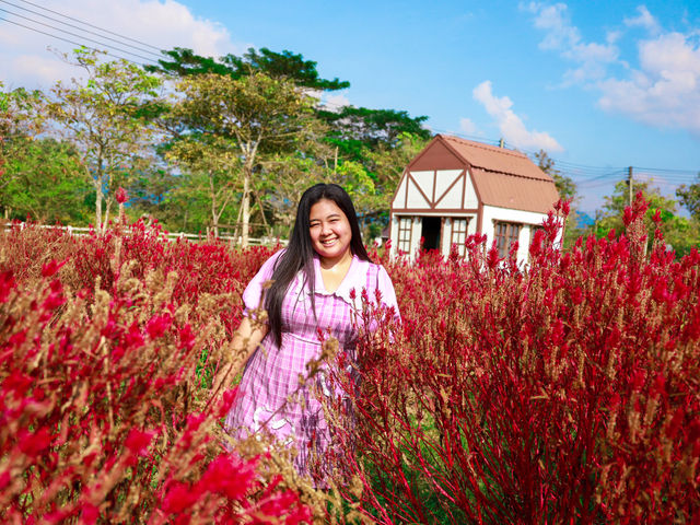 คาเฟ่ในเวโรน่า Bliss & Bloom Café 🌸☕️