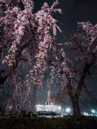 【春の横浜もおすすめ！✨】神奈川県で見れるおすすめの桜スポット！🌸