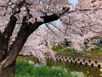 แม่น้ำโกโจ Iwakura (เทศกาลชมดอกซากุระ)🌸