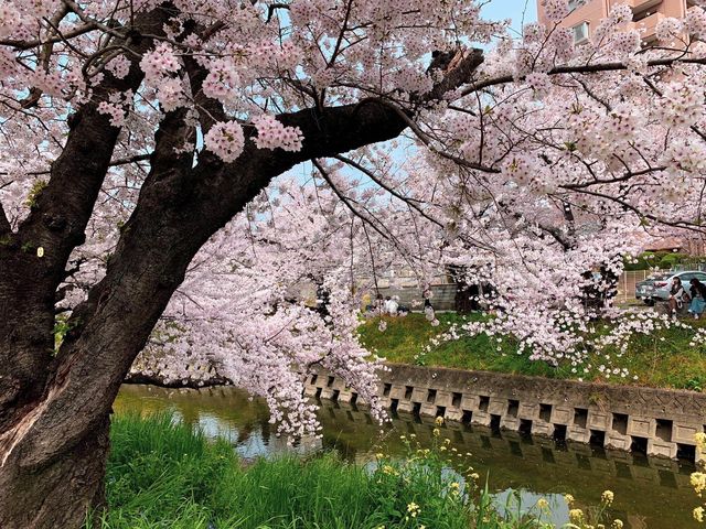 แม่น้ำโกโจ Iwakura (เทศกาลชมดอกซากุระ)🌸