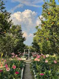 🍊 JINJU the orange farm - สวนส้มจินจู 🍊🧺🌳   🌳