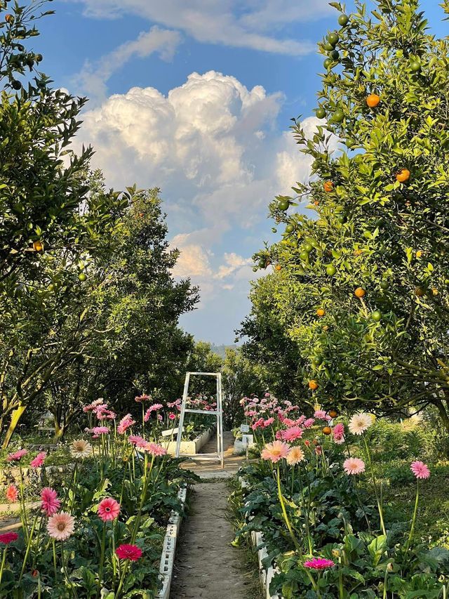 🍊 JINJU the orange farm - สวนส้มจินจู 🍊🧺🌳   🌳