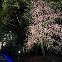 しだれ梅と河津桜の両方を楽しめる🌸