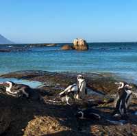 เสิร์ฟความน่ารักของ African Penguins 🐧🤗