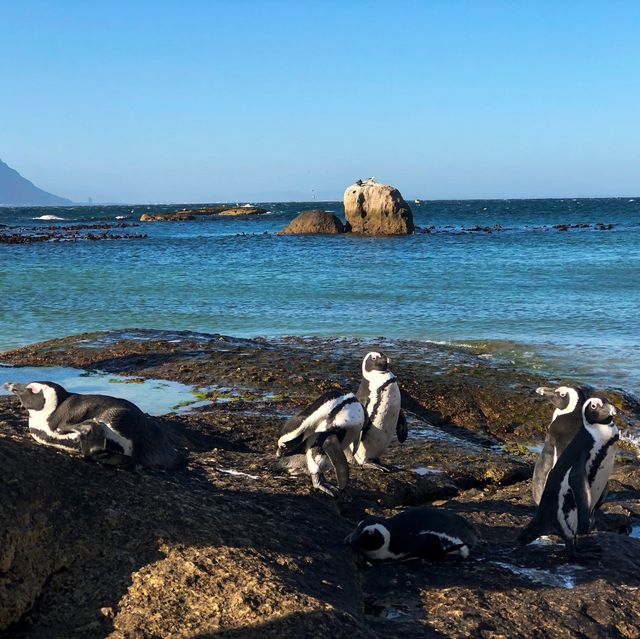 เสิร์ฟความน่ารักของ African Penguins 🐧🤗