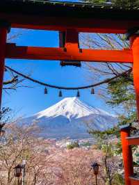 超人気桜スポット、新倉山浅間公園でスムーズにお花見をするポイント