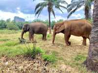 Krabi Elephant House Sanctuary