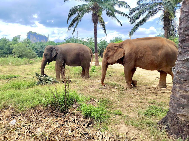 Krabi Elephant House Sanctuary
