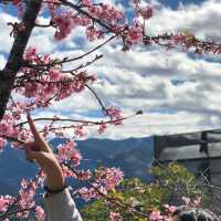 台中阿里山看櫻花🌸