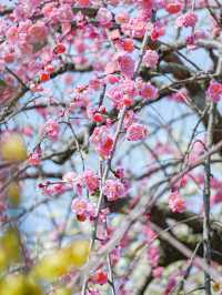  【三重】一度は見たい春の絶景！展望台から見渡せる梅🌸 