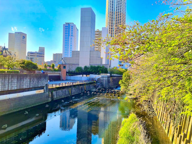 Meguro River Cherry Blossoms Promenade