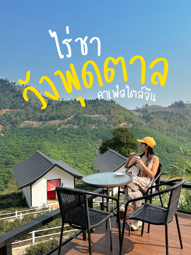 ☕️ ‘ไร่ชาวังพุดตาล’ คาเฟ่สไตล์จีน สวรรค์ของคนชอบชา